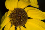 Maximilian sunflower